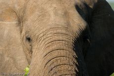 Afrikanischer Elefant (85 von 131).jpg